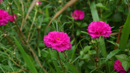 Obraz premium red flower in the garden