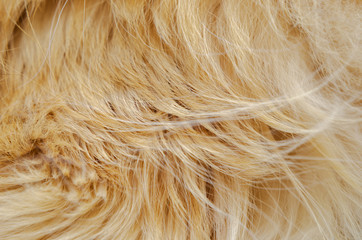 cat fur red color. background and texture