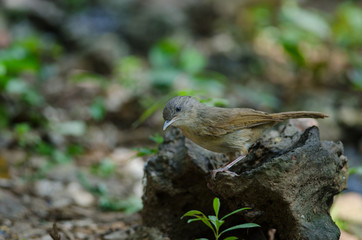 Brown-cheeked Fulvetta, Grey-eyed Fulvetta