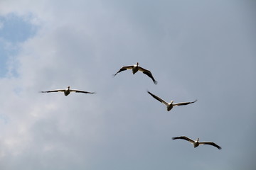 Pelicans In Flight, Elk Island National Park, Alberta