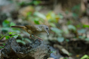 Brown-cheeked Fulvetta, Grey-eyed Fulvetta