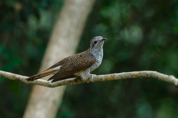 Banded Bay Cuckoo in nature