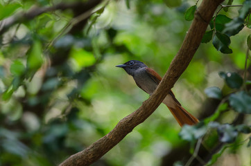 Asian paradise flycatcher perching on a branch