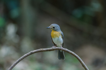 Tickell's blue-flycatcher perching on a branch