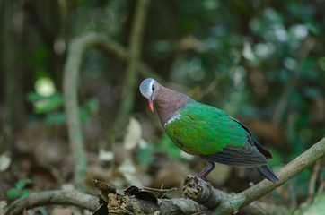Emerald dove or Green Pigeon