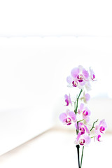 Orchid flowers close up in a white and blurred background