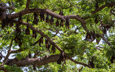 Obraz premium Large Bats Hang From Trees During Day From Trees in Sri Lanka.
