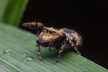 jumping spider in nature