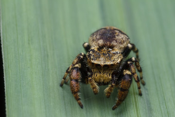 jumping spider in nature