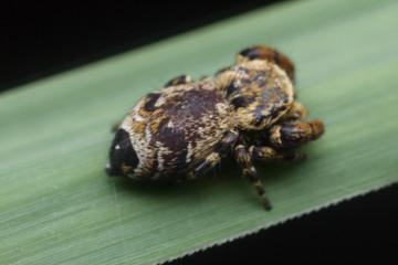jumping spider in nature