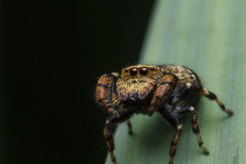 jumping spider in nature