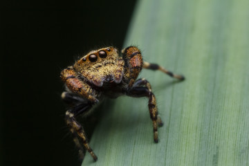 jumping spider in nature