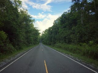 On the road in forest nature landscapes