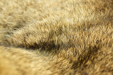Close up cat fur texture.