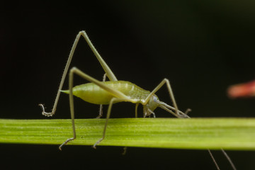 closeup shot of bug nature animal