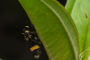 tiger grass borer moth in nature