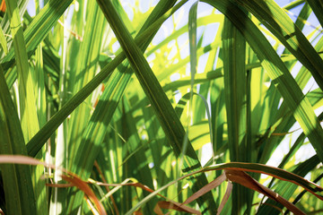 Leaf sugarcane with sunlight.