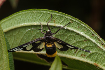 tiger grass borer moth in nature