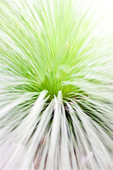 Green grass close up with thin leaves showing the inside