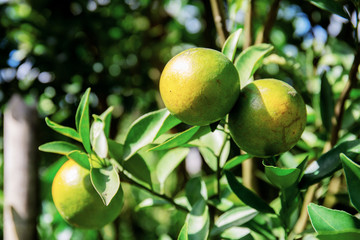 Orange on tree.