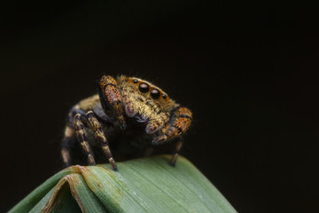 jumping spider in nature