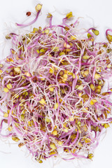 Fresh healthy kale sprouts on white background. Food containing natural vitamins and minerals