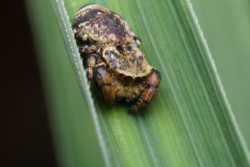jumping spider in nature