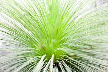 Grass close up with thin leaves showing the inside dark