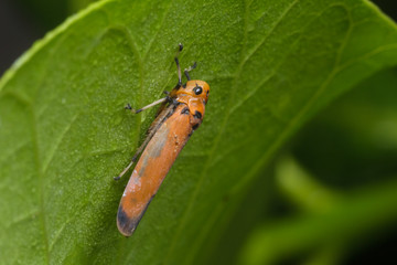 leafhopper in nature