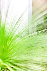 Green grass or plant with long leaves bunch