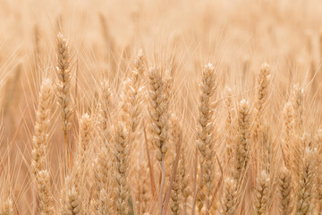 Ripe wheat in the fields