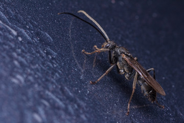 House fly, Fly, House fly on leaf