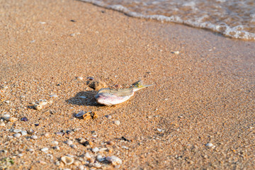 Dead fish at shore