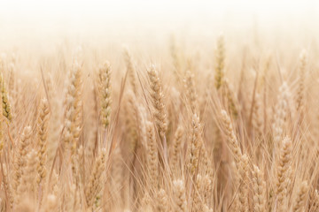 Fototapeta premium Ripe wheat in the fields