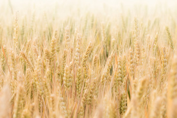 Ripe wheat in the fields