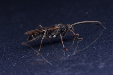 House fly, Fly, House fly on leaf