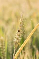 Fototapeta premium Ripe wheat in the fields