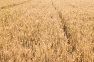 Ripe wheat in the fields