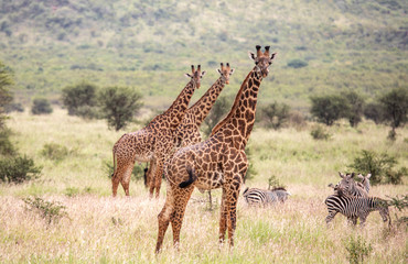 Masai giraffe in nature