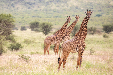 Masai giraffe in nature