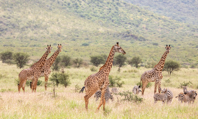 Masai giraffe in nature