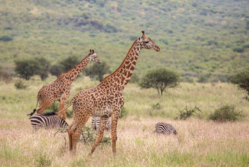 Masai giraffe in nature