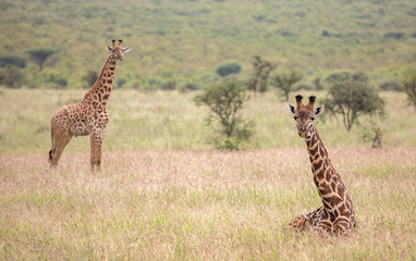 Masai giraffe in nature