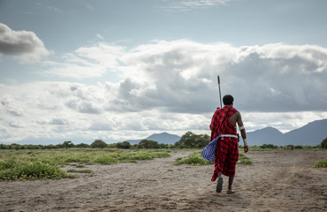 maasai man walking in savannah