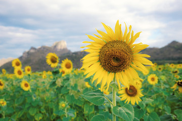 Sunflower on field in summer.