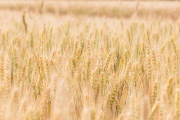 Ripe wheat in the fields