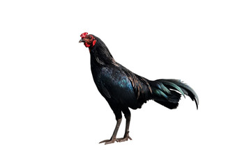 beautiful feather colorful chicken isolated on white background