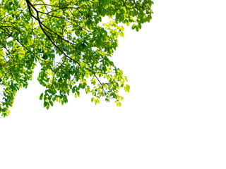 Obraz premium Green leaf and branches on white using as background and wallpaper