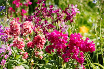 Matthiola incana, known as hoary stock, is a species of flowering plant in the genus Matthiola.