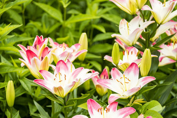 beautiful lily flowers blooming in the garden with green leaves background